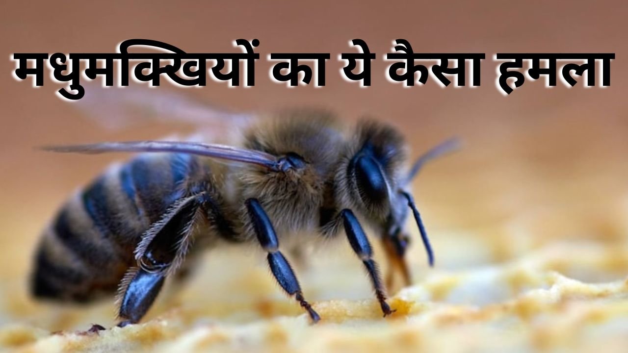 Madhya pradesh: मधुमक्खियों का ये कैसा हमला